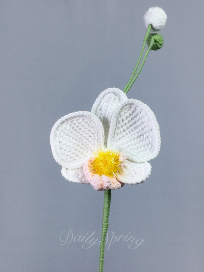 Orchid