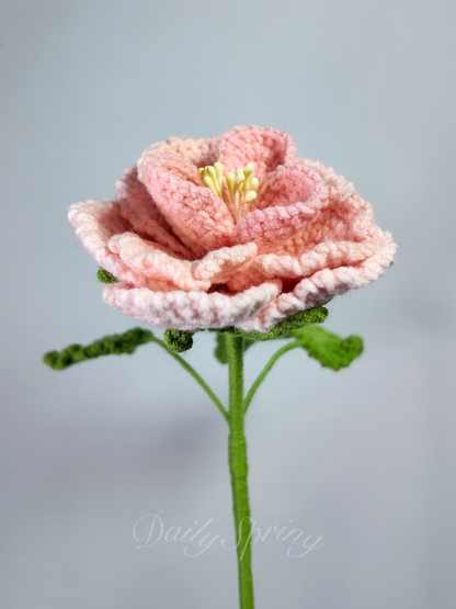 French Rose