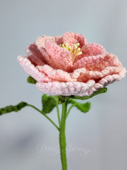 French Rose